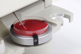 Spiral Plater 15cm Plate option