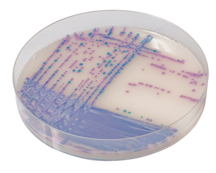 EZ-CHROM Salmonella Plus 