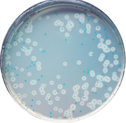 EZ-CHROM Listeria EZ-CHROM Listeria